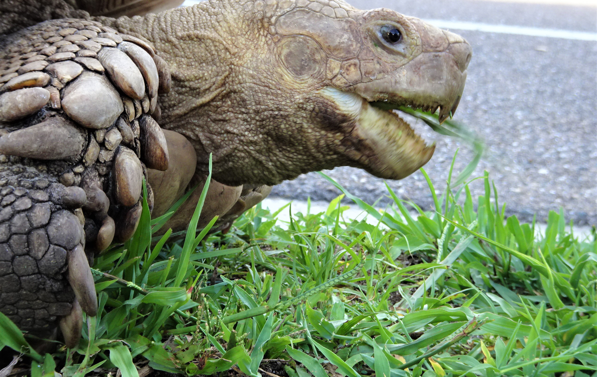želva | Bon-chan je afriška ostrogasta želva, ki trenutno tehta dobrih 70 kilogramov.  | Foto Getty Images