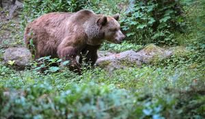 Službe skrbi, da je medved, ki ga je gobar ustrelil, še bolj nevaren