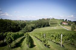 Nov mednarodni uspeh slovenskih vin: zlato v Prlekijo in Brda