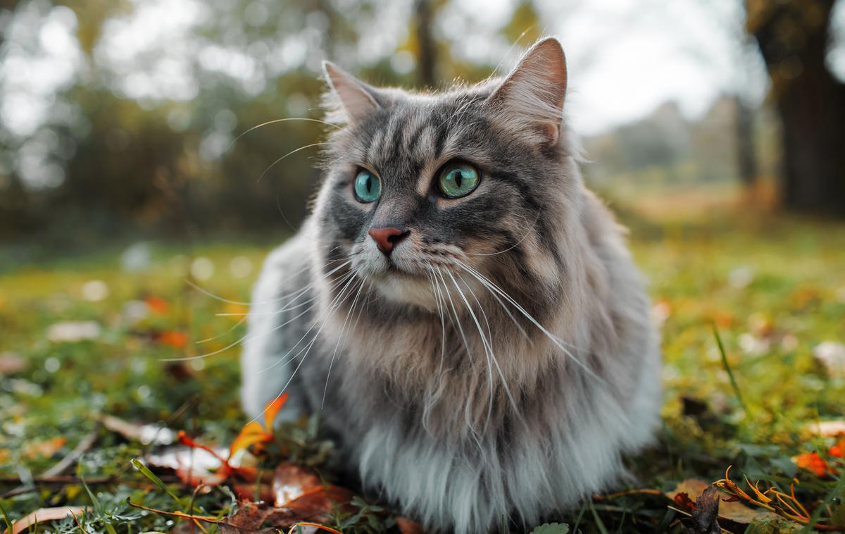 Sibirska mačka | Sibirske mačke so očarljiva in edinstvena pasma, znana po osupljivem kožuhu, zvestobi in prilagodljivosti. | Foto Shutterstock