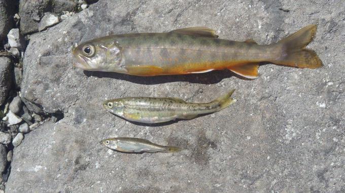 Zgoraj jezerska zlatovčica (Salvelinus alpinus), v sredini in spodaj pisanca (Phoxinus phoxinus). Aehiv: ZZRS. | Foto: 
