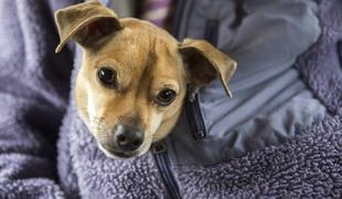 Slabe novice za lastnike psov