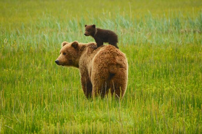 Medved | Do 25. maja je bilo iz narave z odstrelom odvzetih že 182 rjavih medvedov. | Foto Shutterstock
