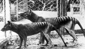 Presenetljivo odkritje: eksponat tasmanskega tigra našli v omari po 86 letih