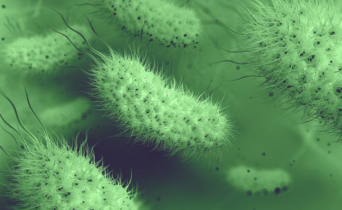 E. coli je bakterija, ki živi v črevesju ljudi in živali, razširjena pa je tudi povsod, kjer se lahko pojavi
onesnaženje z iztrebki. Posledica okužb z nekaterimi zelo virulentnimi sevi E. coli so lahko nevarni zapleti, npr. hemolitično uremični sindrom (HUS), ki privede do odpovedi ledvic in slabokrvnosti, lahko tudi smrti. | Foto: Shutterstock