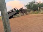 slon, safari, turisti