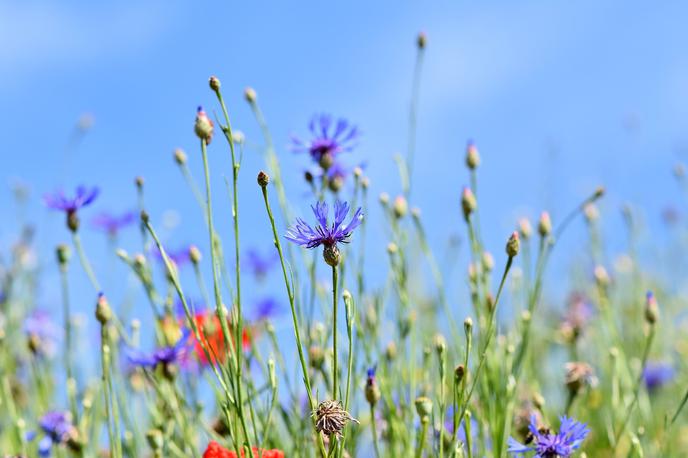 travniške cvetlice | Foto Pixabay