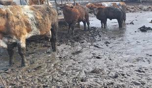 Uprava: Izredna verifikacija odvzema goveda še ni končana