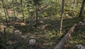 Pri sečnji lesa umrl 64-letnik