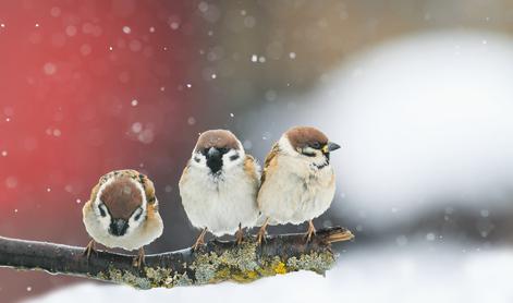 Kako pravilno hraniti ptice pozimi