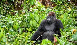 V londonskem živalskem vrtu na svet prišla ogrožena vrsta gorile