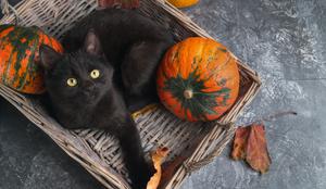 Prihaja noč črnih mačk: ni pomembna barva živali, ampak njen karakter
