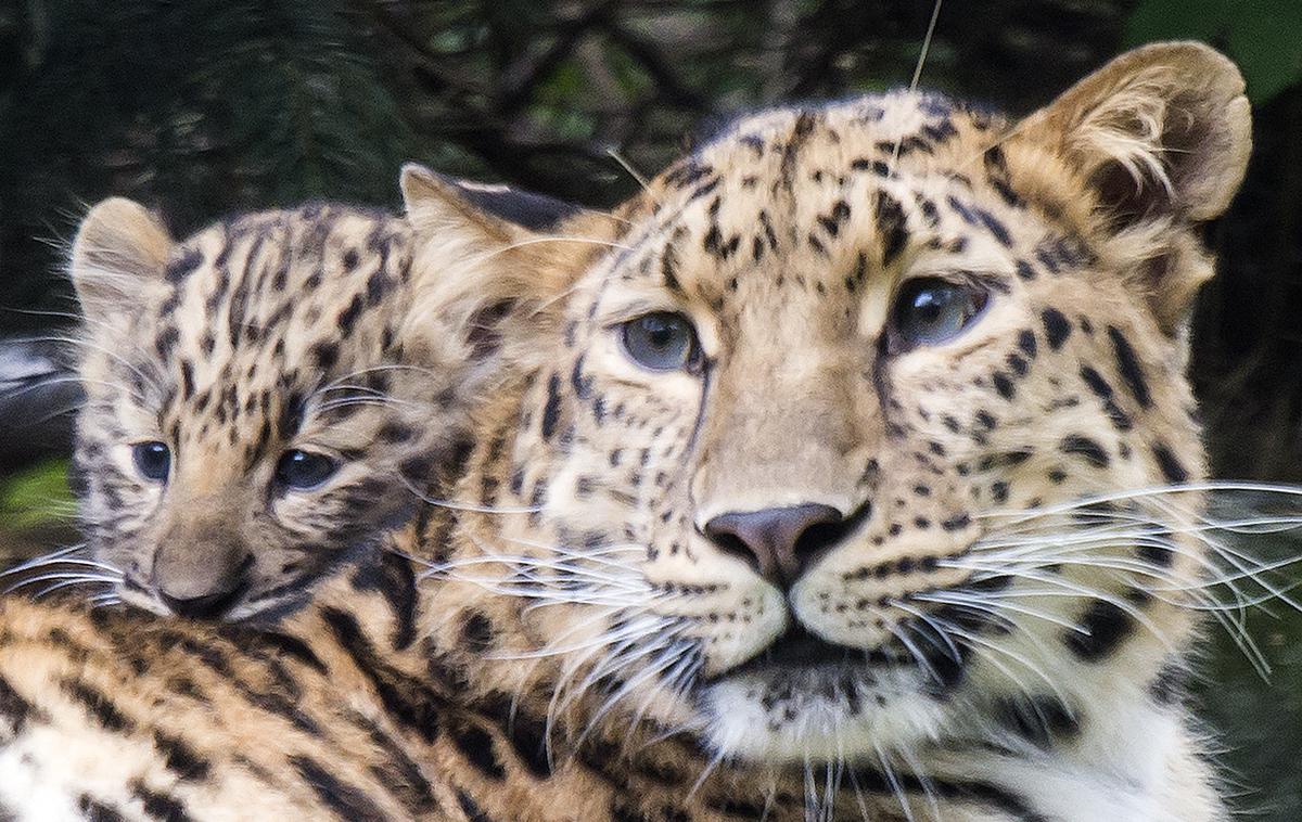 Amurski leopard | Populacija leopardov je bila zdesetkana predvsem zaradi kombinacije nezakonitega lova – lovci so jih lovili zaradi kožuha – in izgube habitata. Amurski leopard je na ruskem rdečem seznamu kot najredkejša in kritično ogrožena podvrsta leoparda na meji izumrtja. | Foto Guliverimage