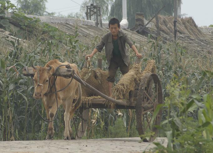 Kmetijstvo pomeni 22 odstotkov bruto domačega proizvoda. | Foto: Reuters