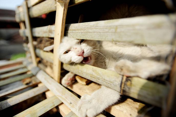 Maček | Mačke so opazili v zaprtih lesenih zabojih.  | Foto Guliverimage
