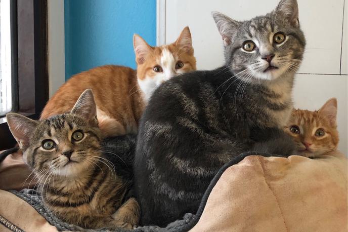 mačke | Kot pravi bralec, štiri tastove mačke uničujejo njegovo in skupno lastnino, po hiši se širi neprijeten vonj, zaradi dlak in bolh se skupnim prostorom izogibajo. | Foto Getty Images