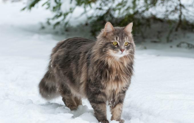 Sibirske mačke med ljubitelji mačk veljajo za prekrasne ljubljenčke.  | Foto: Shutterstock