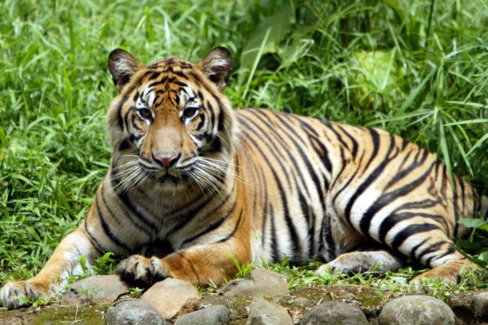 Tiger | Po vladnih podatkih je bilo med letoma 2014 in 2019 v Indiji v napadih tigrov ubitih skoraj 225 ljudi. Med letoma 2012 in 2018 pa je bilo več kot 200 tigrov žrtev krivolovcev ali električnega toka. (Fotografija je simbolična.) | Foto Reuters