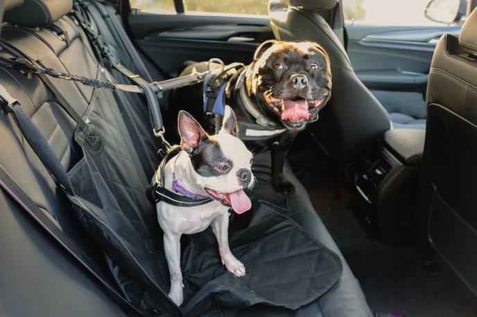 Pes, psi v avtu | Foto Shutterstock