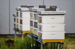 Velik uspeh za slovensko čebelarstvo