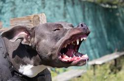 V Portorožu pes napadel psa in ga pogrizel do smrti