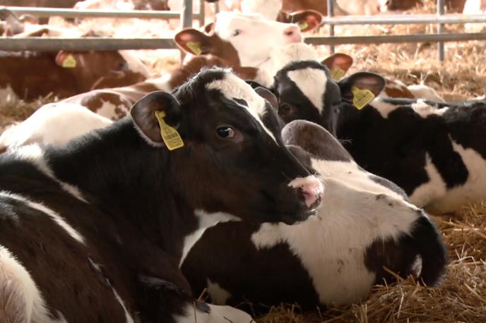 Krave | Uprava je v sredo kmetu Rudiju Možganu v inšpekcijskem postopku izdala novo ureditveno odločbo z rokom za izvedbo odrejenih ukrepov. | Foto Planet TV