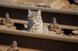 Mačka na železniški postaji povzročila enourno zamudo vlaka