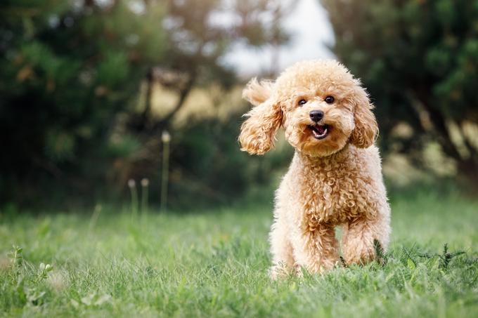 Kodri so energični in veseli psi, ki so zelo prijazni do svojih lastnikov. | Foto: Shutterstock