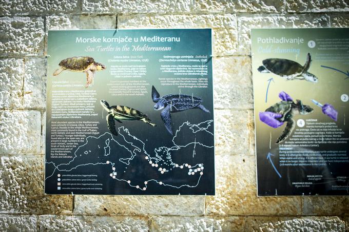 Glavate želve Sredozemlja gnezdijo skoraj izključno v toplejšem delu, tako se devet od desetih glavatih želv, ki jih iskanje hrane pripelje v Jadransko morje, izleže v Grčiji. | Foto: Ana Kovač