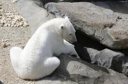Akcija za rešitev "najbolj žalostnega" severnega medveda na svetu