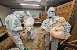 Novi primeri ptičje gripe v Sloveniji: prosta reja prepovedana
