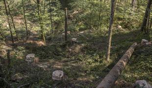 V gozdu našli mrtvega 40-letnika, ki se je sam odpravil podirat drevesa