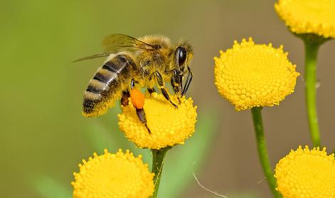 V Sloveniji prešteli divje čebele