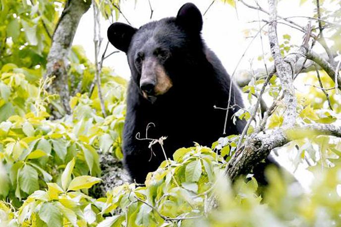 črni medved | Moški in medved sta doživela bližnje srečanje ter le nemo strmela drug v drugega. (Fotografija je simbolična.) | Foto Reuters
