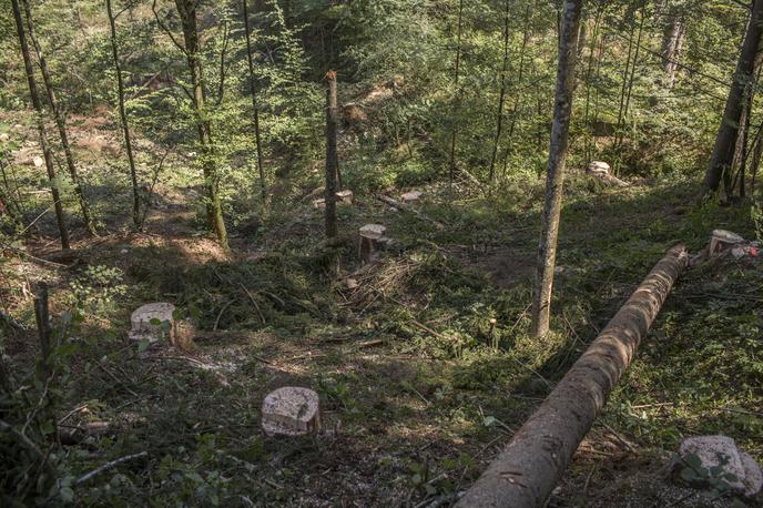 lubadar Bled Bohinj gozd sečnja | Fotografija je simbolična. | Foto Matej Leskovšek