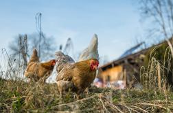 Primer ptičje gripe v Sloveniji: kokoši usmrtili, opremo uničili