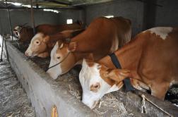 Sum mučenja živali: na Koroškem odkrili poginulo govedo