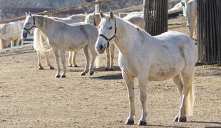 Kobilarna Lipica bo s prodajo konj zaslužila 173 tisočakov