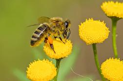 V Sloveniji prešteli divje čebele