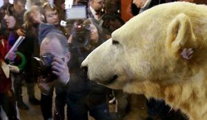 Priljubljeni medved Knut na razstavi v berlinskem muzeju