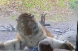 Deček poziral pred tigrom, nato pa je zver napadla #video