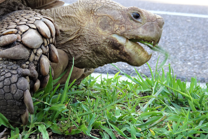 želva | Bon-chan je afriška ostrogasta želva, ki trenutno tehta dobrih 70 kilogramov.  | Foto Getty Images