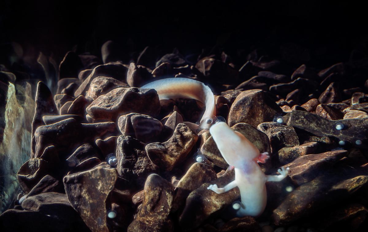 Človeška ribica | Hitrost razvoja zarodkov in izleganja mladičkov je odvisna od temperature.  | Foto Postojnska jama