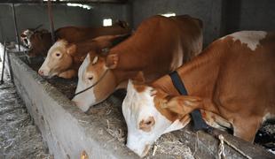 Na Koroškem podana kazenska ovadba: govedo poginilo zaradi plastične folije