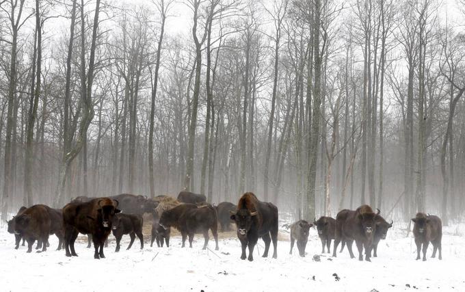 Živali so tudi eden od razlogov, da oblasti državljanom in tujcem prepovedujejo prosto gibanje po Černobilski coni. Območje je namreč postalo zavetišče ne le za manjše štirinožce, temveč tudi večje zveri (volkovi in risi, na primer) in celo bizone (na fotografiji). | Foto: Reuters