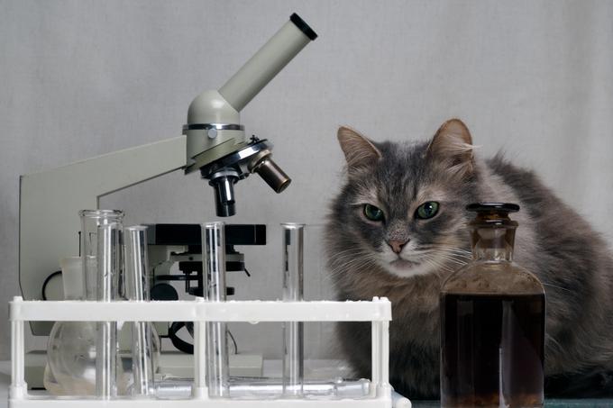 "Edini, ki jim dejstvo, da je bil soavtor v uglednem znanstvenem glasilu objavljene raziskave maček, ni bilo smešno, so bili njegovi uredniki," je nekoč povedal Hetherington.  | Foto: Thinkstock