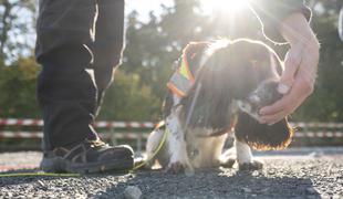 S psi iščejo ogrožene živalske vrste na gradbiščih #foto