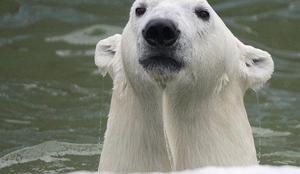 "ZDA želijo s prepovedjo lova na severne medvede prikriti svoje okoljske grehe"