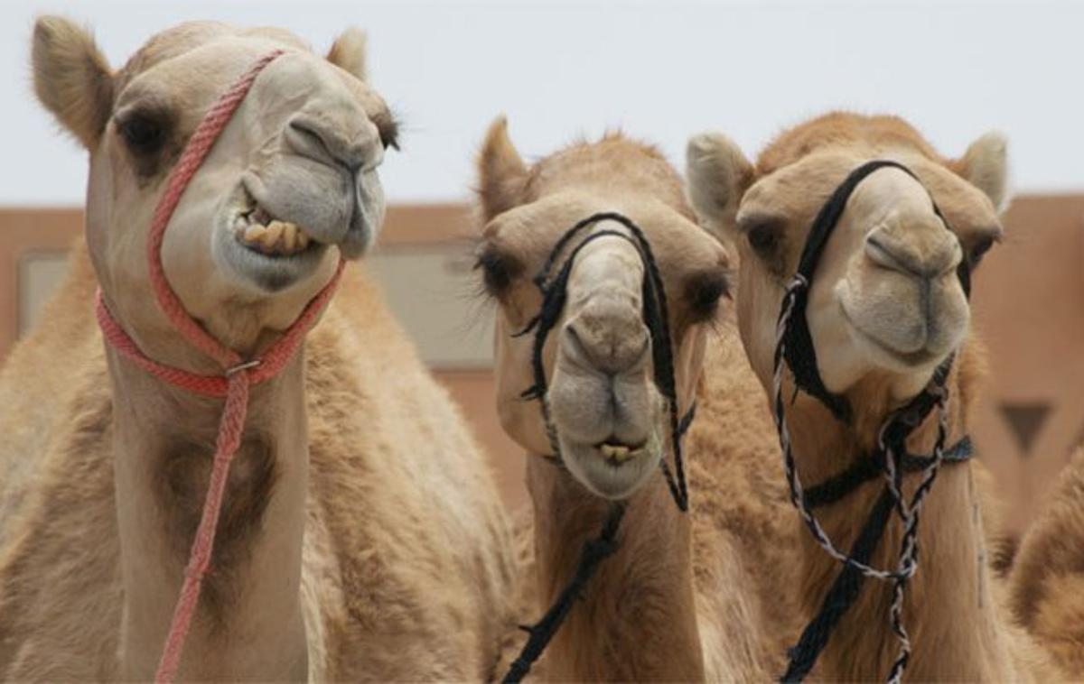 kamele lepotno tekmovanje | Lepotnih popravkov je z leti na kamelah vse več kljub strogim prepovedim.  | Foto posnetek zaslona/Twitter