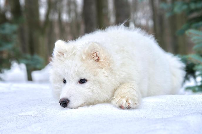 samojed, pes |  Videz samojeda je harmonična kombinacija elegance in funkcionalnosti. | Foto Shutterstock